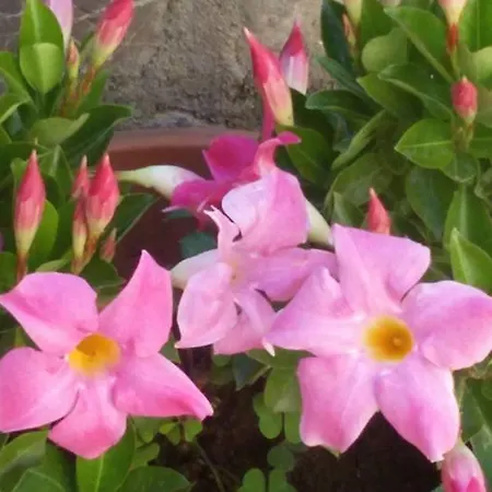 Bed & Breakfast Silvana Maratea